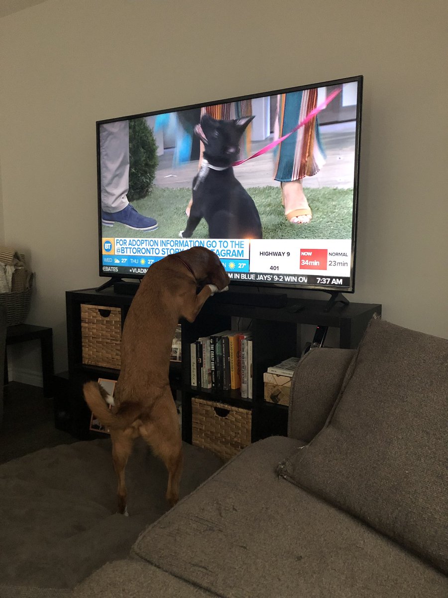 @BTtoronto  George just enjoying this segment of Breakfast Television and trying to find out how to play with this new friend! #teachersummer @RedemptionPaws