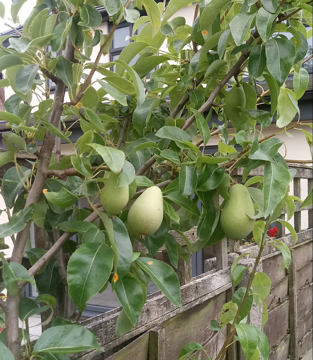 Fruit Trees Home Gardening Apple, Cherry, Pear, Plum Aldi Fruit