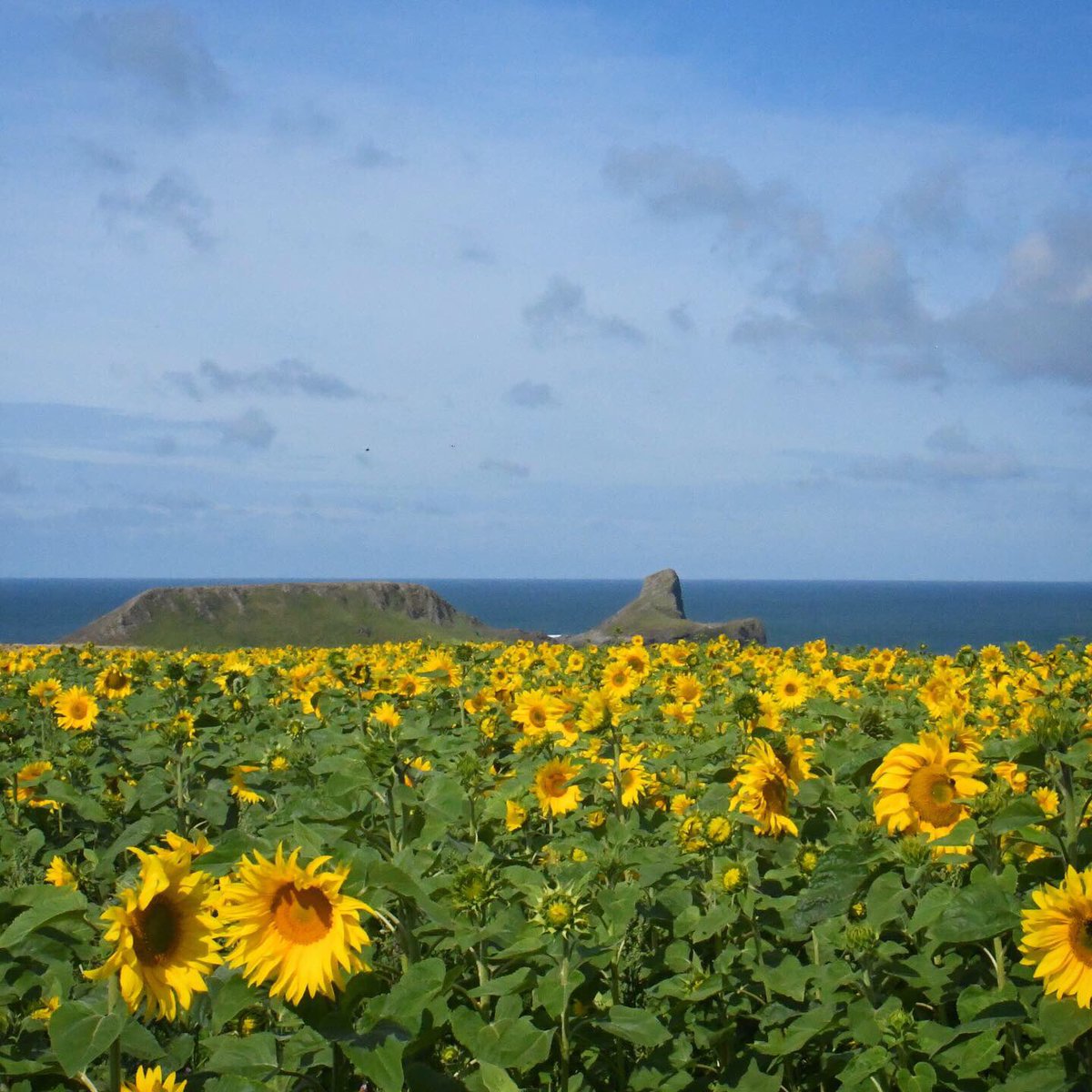 VisitSwanseaBay's tweet photo. The sunflowers 🌻 are back in full bloom at @NationalTrust #Rhossili and they look simply stunning! #SeasSwanseaBay https://t.co/SXrDZv1uZ1
