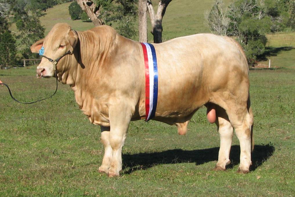 Australian Charbray is breed of cattle that is result of blending of two breeds, Charolais and Brahman. a cross bred of Bos indicus. became popular due to its power of heat resistant-means they can tolerate hot and humid conditions.