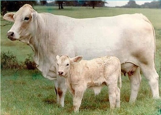 Australian Charbray is breed of cattle that is result of blending of two breeds, Charolais and Brahman. a cross bred of Bos indicus. became popular due to its power of heat resistant-means they can tolerate hot and humid conditions.