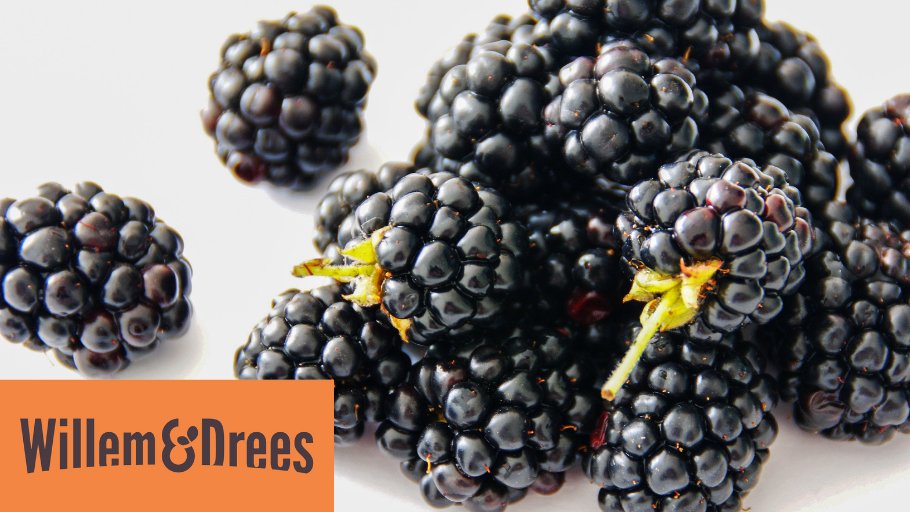 Willem&Drees tweet media