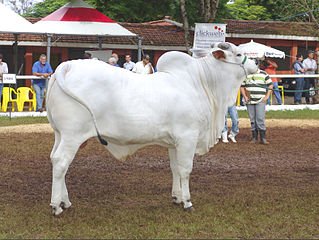 Nelore or Nellore cattle originated from Ongole (Bos indicus)(Andhra Pradesh) brought to Brazil. its said first pair of Ongole Cattle arrived in Brazil by ship in 1868. later nelore was prefered over other Zebu.