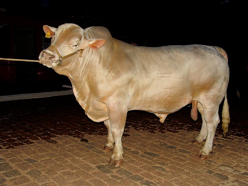 Canchim breed is a breed cattle developed in Brazil by crossing European Charolais cattle with genetic improvement Zebu(bos indicus) were best suited to tropical conditions. Indian breed, well known for its ability to survive in tropics, adapted quickly to Brazil