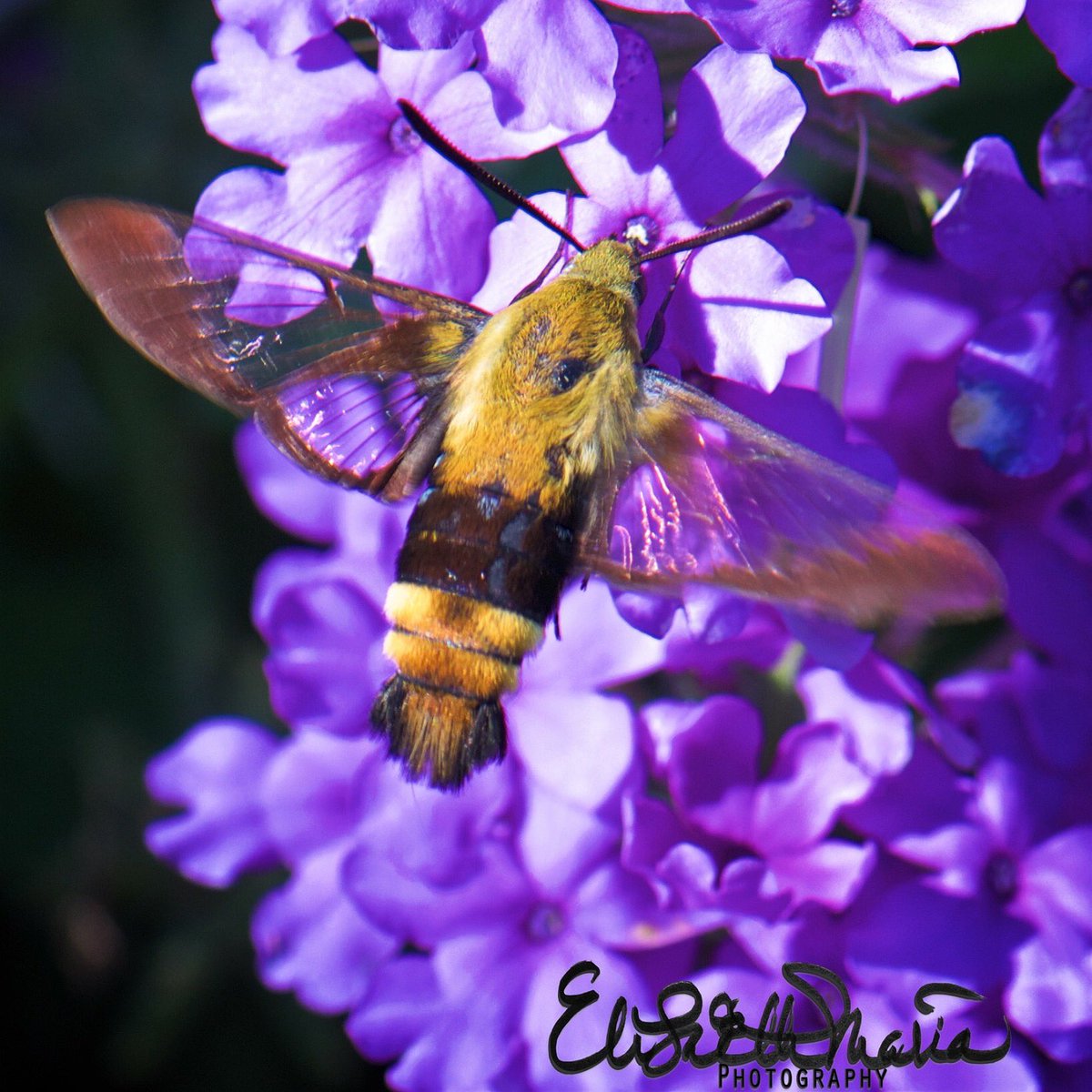 expressitwrite's tweet image. Hummingbird Moth #hummingbirdmoth #NaturePhotography #nikonphotography #nikond810 
#Macro #insect #arthropod
