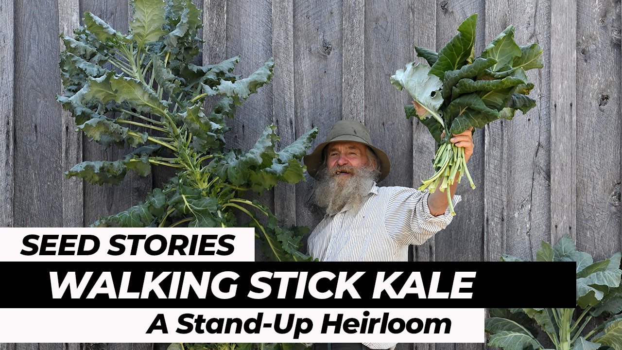 Baker Creek Seeds on Twitter SOON in 2020 Walking Stick kale