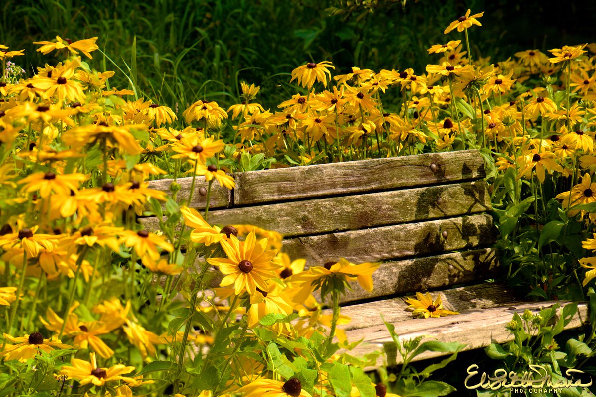 expressitwrite's tweet image. Park bench surrounded by Black-eyed Susan flowers #Flowers #blackeyedsusan #NaturePhotography #nikonphotography #nikond810 #nature #yellowflowers #park