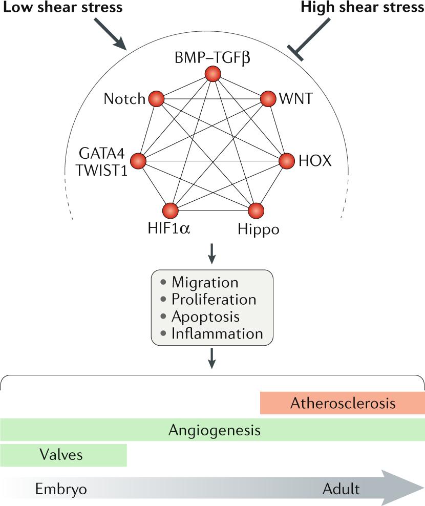 network models in population