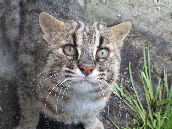 Nozomi Nakanishi 対馬野生生物保護センターで飼育公開されていた雄のツシマヤマネコが死亡した 享年15歳3カ月 ツシマヤマネコの野生での寿命は現在解析中だけど 野生ではこんなに長生き出来ない 福馬 の死亡について 対馬野生生物保護センター