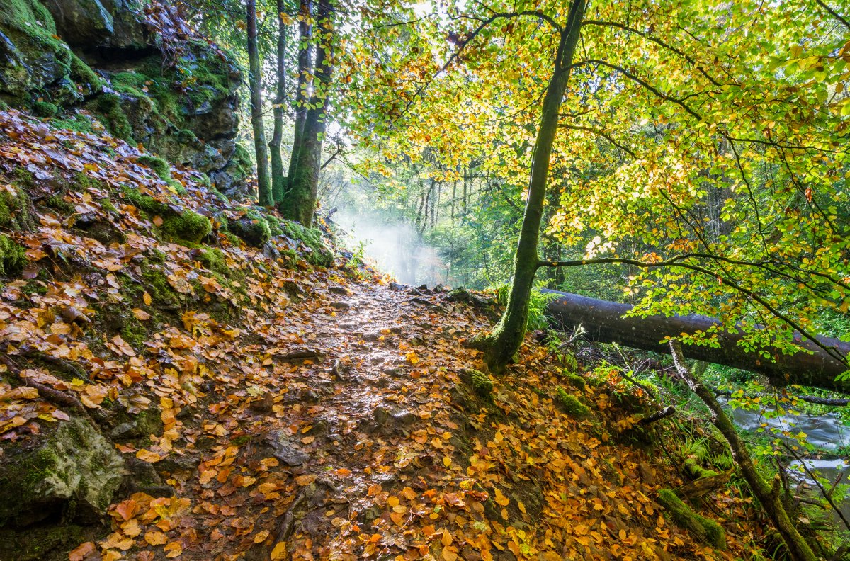 A3. With crisp air and crackling leaves falling to the ground, an autumn walk in the #ScottishHighlands is the ideal way to experience the #NorthCoast500 at it's most colourful!

📍 Fairy Glen, Rosemarkie 

#ScotlandHour #NC500 #NorthCoast500  #YCW2020