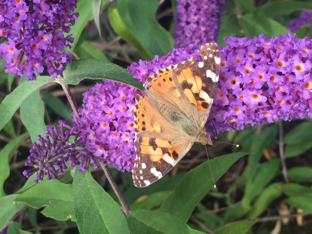 The #paintedladies have arrived in Newcastle for their 2019 UK tour and our ECO team couldn't be more thrilled - We spotted 17! 🦋🦋🦋

#butterflycount #paintedladybutterfly #savethebuttflies #BigButterflyCount