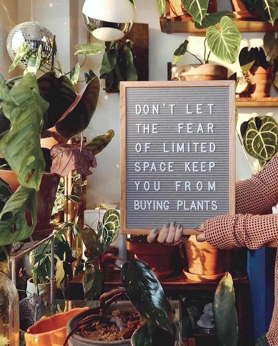 Be brave! 💚😁🌿 #wednesdaywisdom #plantlady
#repost from @ apartmentbotanist