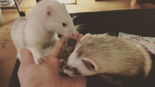 KirikabuJPN's tweet photo. お留守番のご褒美にアブソルートホリスティック🐾🐾
#AbsoluteHolistic #kirikabudalanpj #ferret #フェレット #huron #アブソルートホリスティック #airdriedfood #エアドライフード https://t.co/khDVRgoRZj https://t.co/ltD7UJVsba