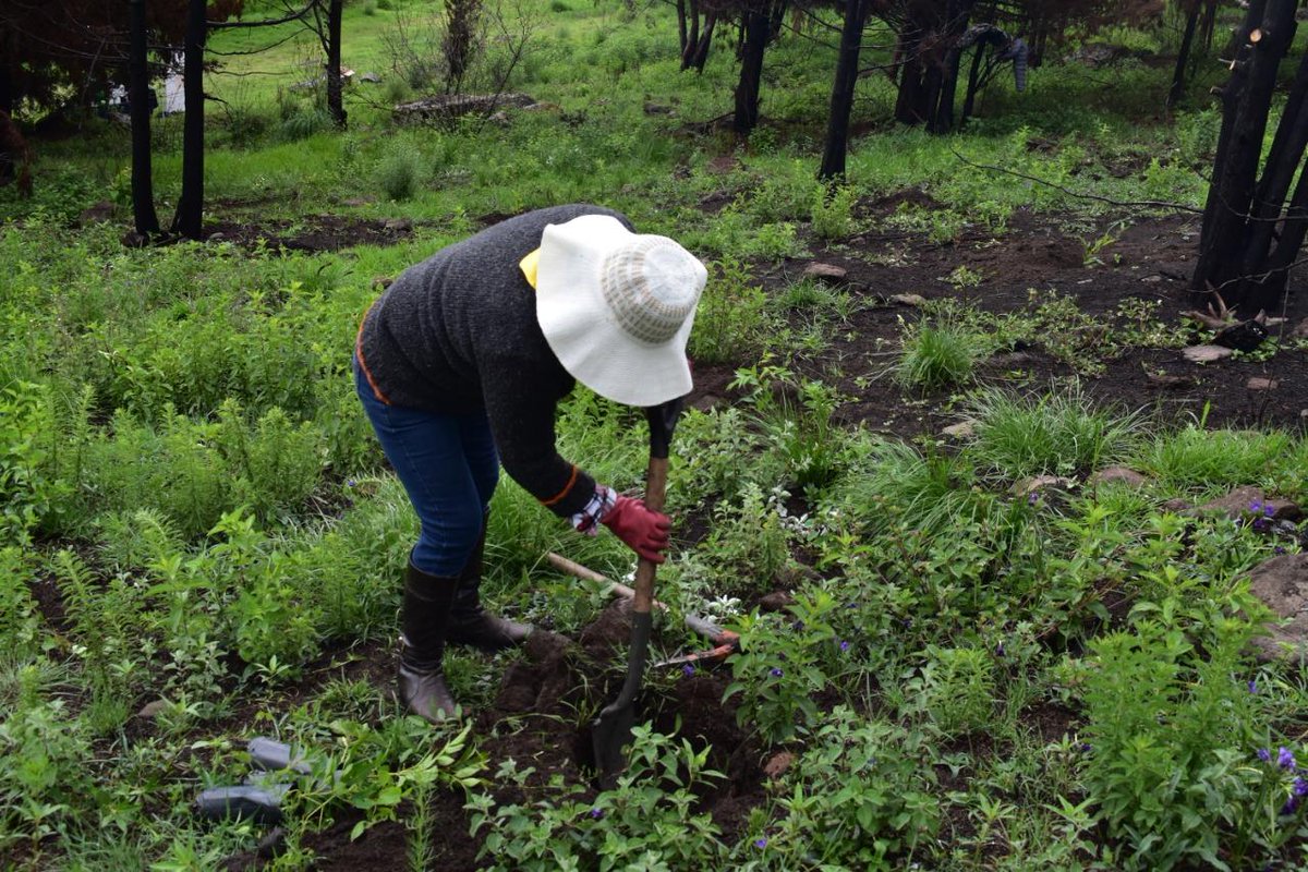 #SierraGuadalupePark, Mexico,  gets a new leash of life with the plantation of 104 saplings, under UPLMexico’s #ReforestationCampaign. Read about UPL’s environmental sustainability: bit.ly/2Y3ivuf 
#OpenAg #MyUPL