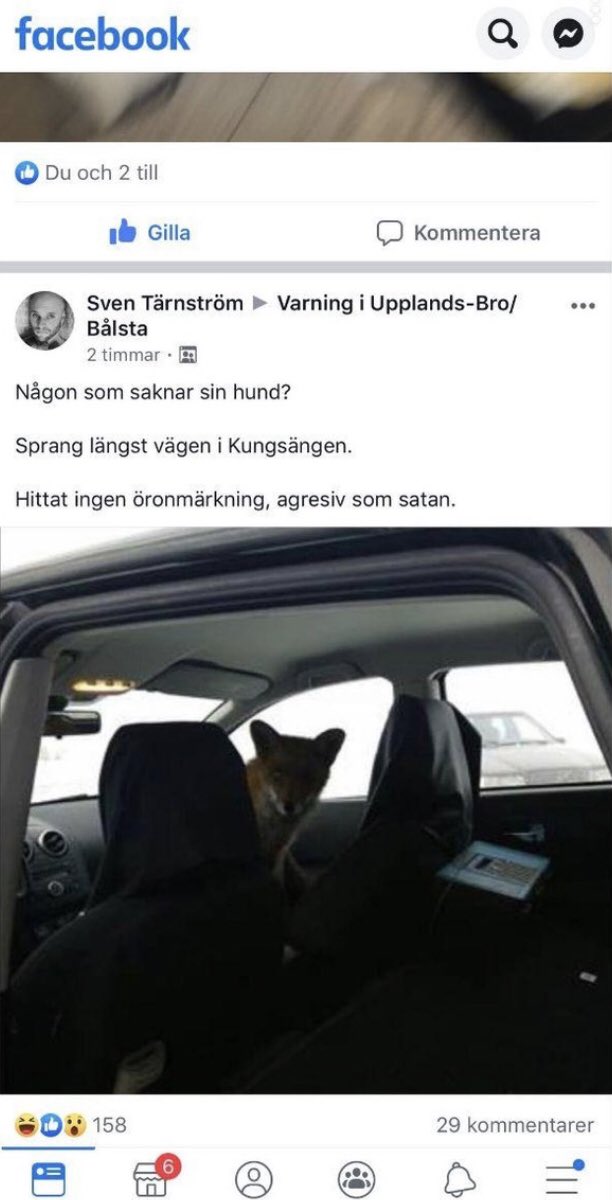 hund 3d jävla