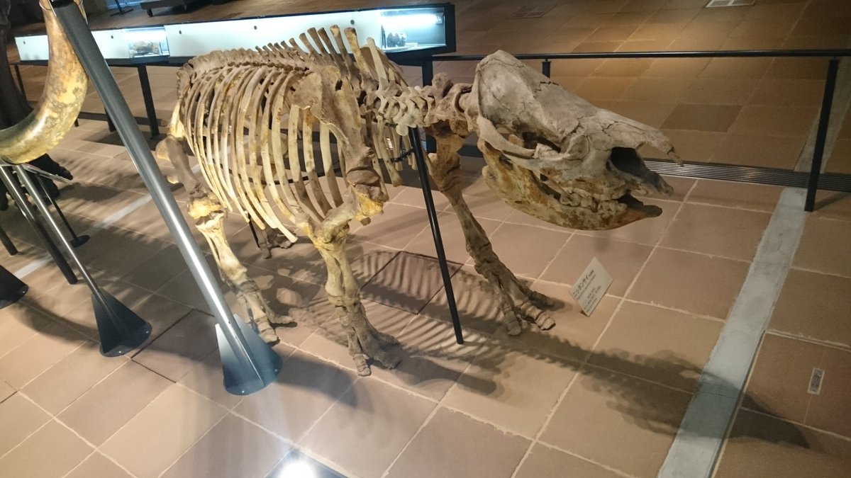 かべちょろ いのちのたび博物館 で常時展示されている ニッポンサイ の骨格 標本 北九州市でも化石がみつかってるようです 角は1本でスマトラサイの近縁だとか 巨大なマンモスやモアの足元にちょこんと展示されています 日本にも サイがいたのね