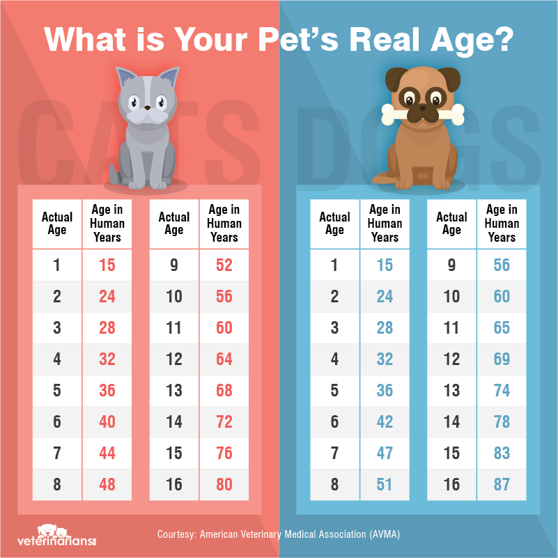 Ever wondered what your cat’s or dog’s real age is? Here’s a breakdown: