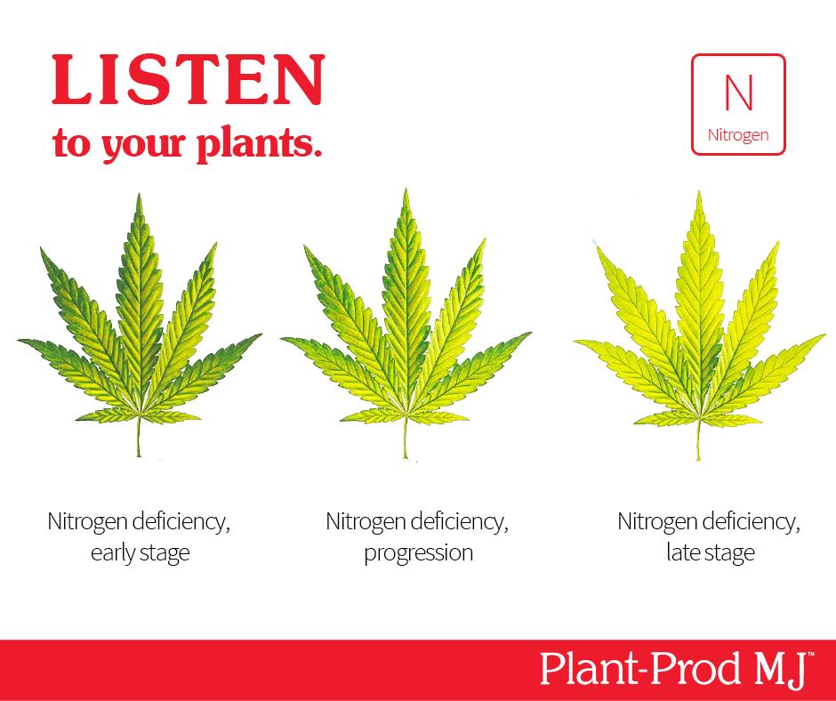 ProdPlant's tweet photo. Did you know that Nitrogen plays a huge role in ______(eg. bud formation) &amp; _________ (strength). Make sure your feeding your plants at the right levels. Need some help? Send us a message or comment below! #weedwednesday https://t.co/K04oZCn9er