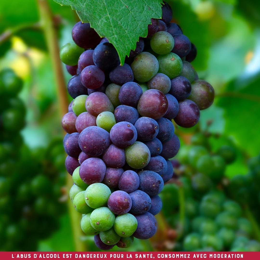 C’est la première étape de la maturation : appelée la véraison, c’est le moment de l'année où le grain de raisin change de couleur pour passer du vert au rouge, jusqu’a obtenir sa couleur définitive.

#Wine #CotesDuRhone #SouthOfFrance #Grapes #Summer #RedWine
