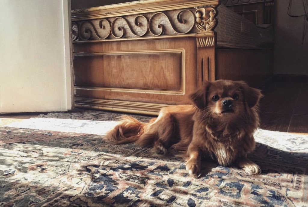 My dog is prettier than you شخصياً ❤️