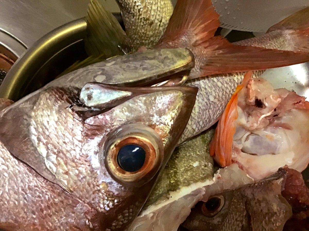 Maturiinrin まつり ん 魚を沢山貰ったpart2 この顔の魚は中は薄ピンクで白身よりは柔らかく美味しかった 貰った時にまだ生きていて2時間後には刺身になっていた 魚フライ 頭でダシをとり最高の味噌汁となりました 天ぷらは青のり沢山入れて