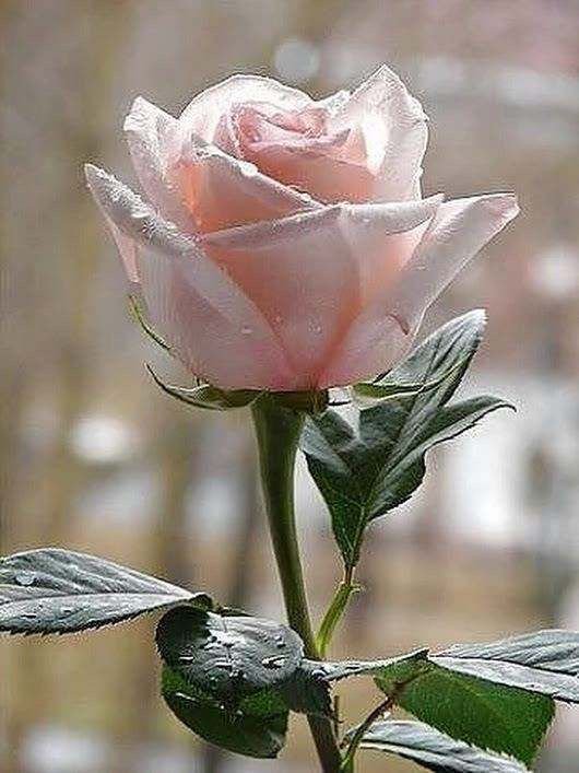 juwadikimiyaho2's tweet photo. @LHng25775402 @liuxufenfenfei8 #BFF 💝
#TmKindness 🎀
#BeKind
#BeHappy
#BeHonesty https://t.co/crBQl30QVE