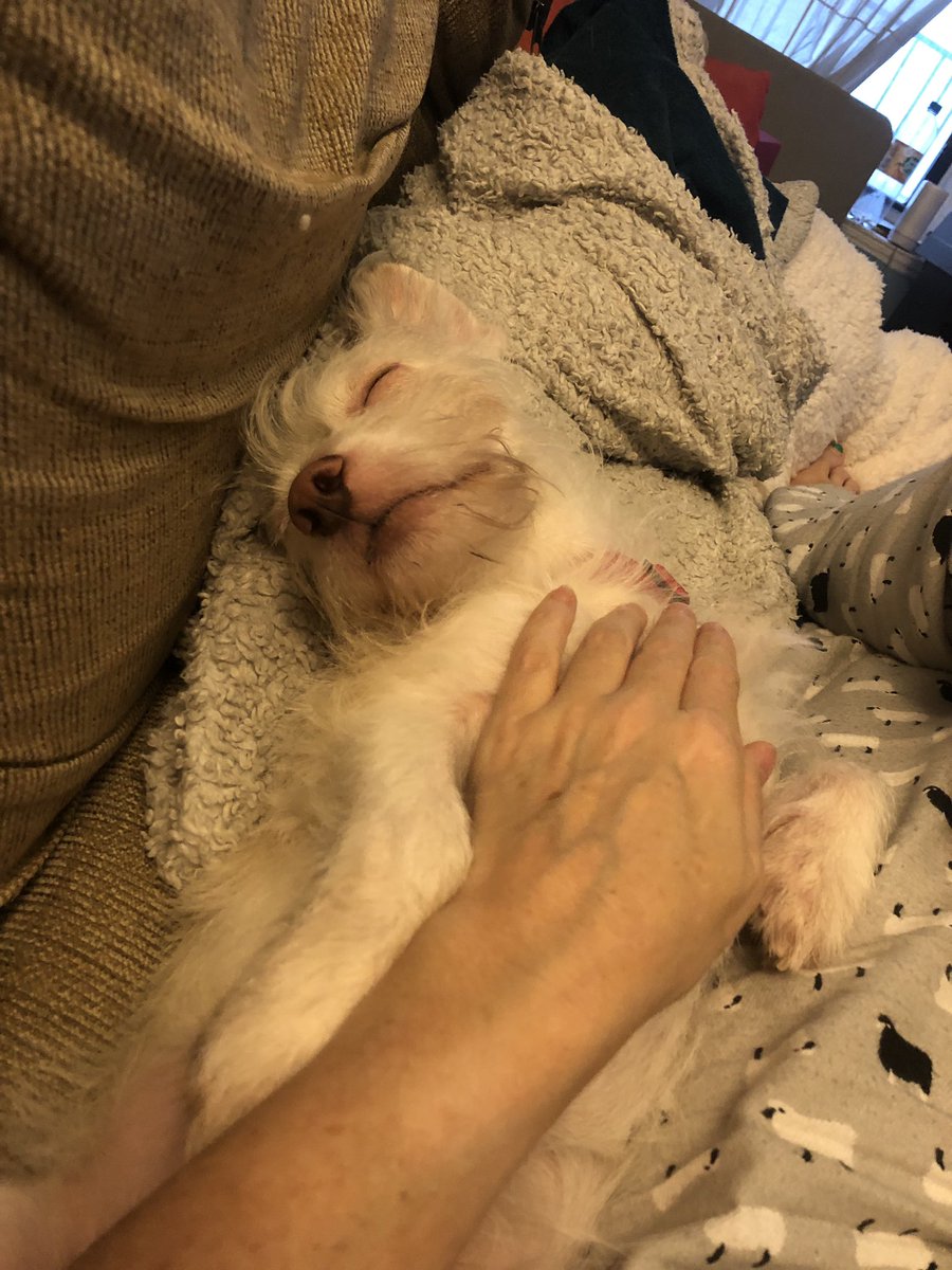 ErinCronican's tweet image. #lifewithadog I’m on the phone and the dog is so jealous that he won’t leave me alone - I am besieged with toys and (incessant) playful bites. I get off the phone, and he immediately goes to sleep. 🙄