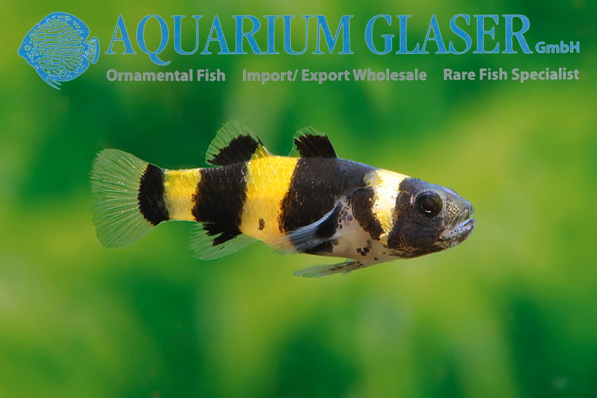 aquariumglaser's tweet photo. #brachygobius #doriae from #thailand
find more details and pics @ https://t.co/kgExUnuDLM https://t.co/q1axBqvfn0