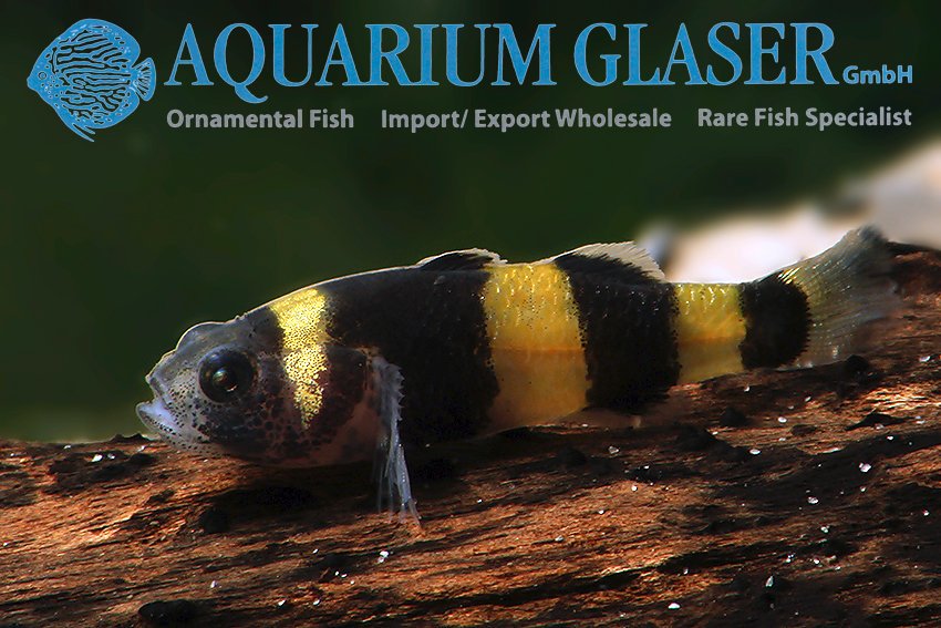 aquariumglaser's tweet photo. #brachygobius #doriae from #thailand
find more details and pics @ https://t.co/kgExUnuDLM https://t.co/q1axBqvfn0