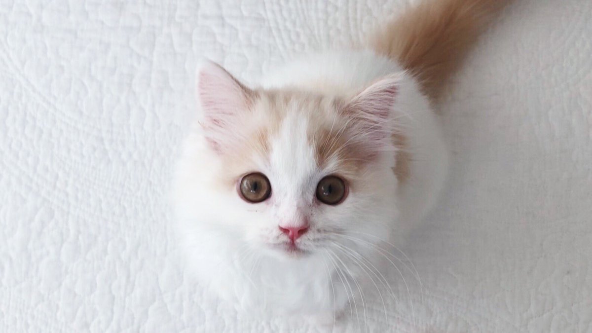 スコティッシュフォールド子猫 スコティッシュフォールド子猫