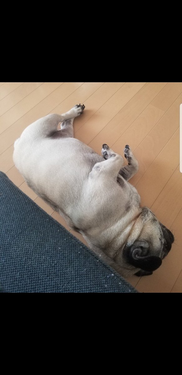 飼い主さんがペットについて 言われて嬉しくない言葉選手権 動物編 Togetter