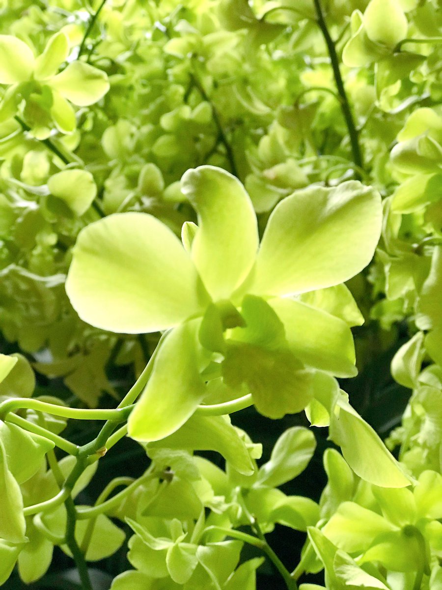 AlluringCombine's tweet photo. Green flowered Orchids is not as commonly use in Singapore. The meaning of green represents ar good fortune and blessings also, for good health and longevity.
Orchid represents love, luxury, beauty and strength.
My favourite is Orchid! https://t.co/Pa2jOOHDaH