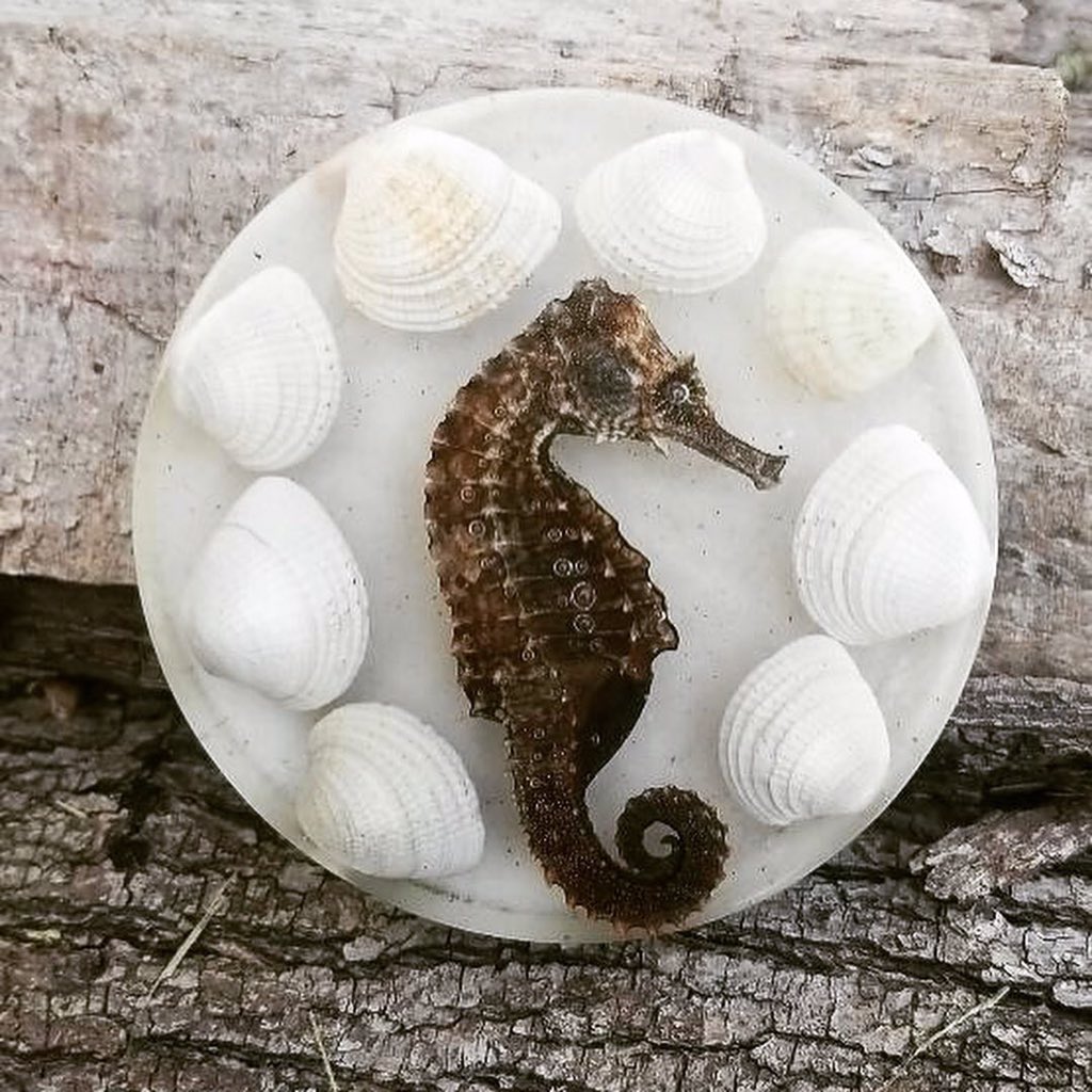 FlowerProject18's tweet image. No seahorses were harmed in the making of this coaster. This little guy was found on a beach in Florida and traveled all the way back to Indiana.  

#TheFlowerProject #Seahorse #SeahorseArt #Hippocampus #VacationArt #Florida #DisneyWorld #Family #BeachLife #Relax