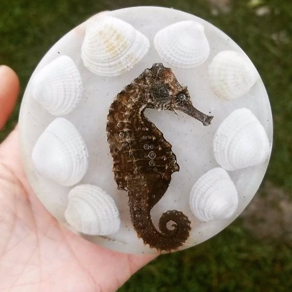 FlowerProject18's tweet image. No seahorses were harmed in the making of this coaster. This little guy was found on a beach in Florida and traveled all the way back to Indiana.  

#TheFlowerProject #Seahorse #SeahorseArt #Hippocampus #VacationArt #Florida #DisneyWorld #Family #BeachLife #Relax