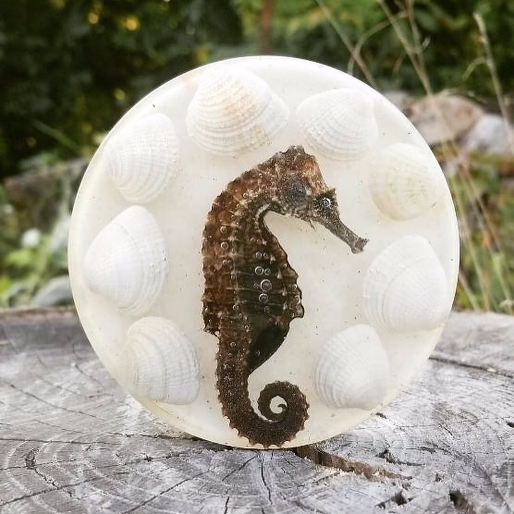 FlowerProject18's tweet image. No seahorses were harmed in the making of this coaster. This little guy was found on a beach in Florida and traveled all the way back to Indiana.  

#TheFlowerProject #Seahorse #SeahorseArt #Hippocampus #VacationArt #Florida #DisneyWorld #Family #BeachLife #Relax