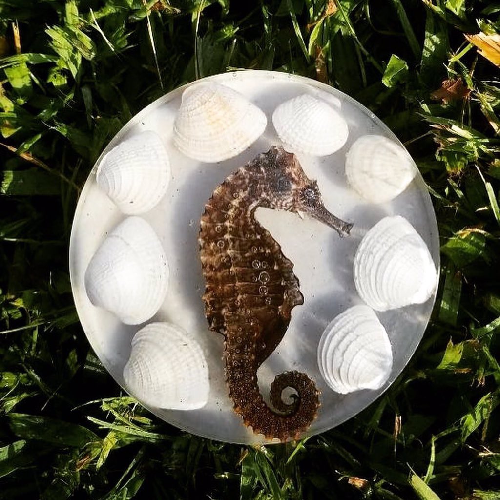 FlowerProject18's tweet image. No seahorses were harmed in the making of this coaster. This little guy was found on a beach in Florida and traveled all the way back to Indiana.  

#TheFlowerProject #Seahorse #SeahorseArt #Hippocampus #VacationArt #Florida #DisneyWorld #Family #BeachLife #Relax