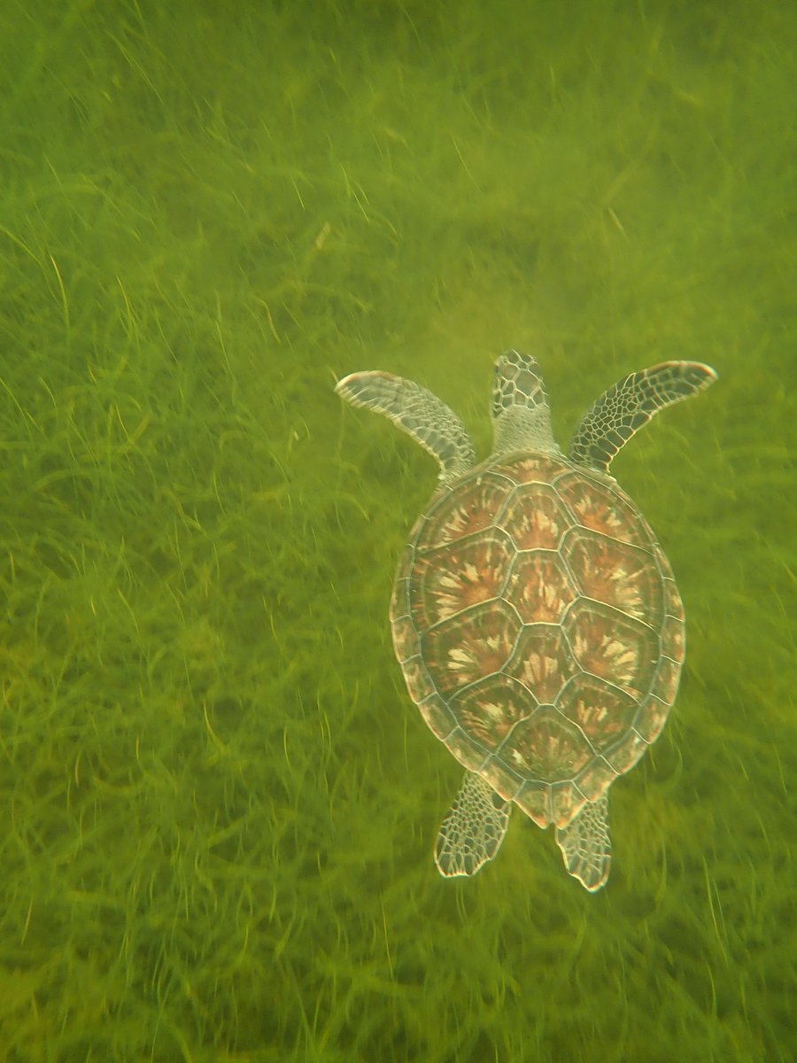 MSSCaptOlsen's tweet photo. We patiently rode the morning storms out on land &amp; were rewarded with a good day at sea! Academy of Environmental Science students snorkeling with green sea turtles in the Gulf of Mexico. @CitrusSchools @ScienceCitrus @MrLeonard8 #LetsRoll https://t.co/upK5TOLM2t