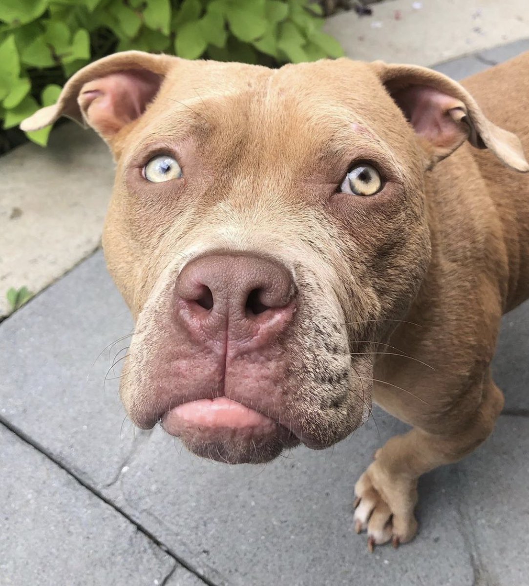dog_rates's tweet photo. This is Remy. He stubbed his paw during his walk. Was hoping you could kiss it and make it better. 13/10 I am on my way https://t.co/QugXms7Jx3
