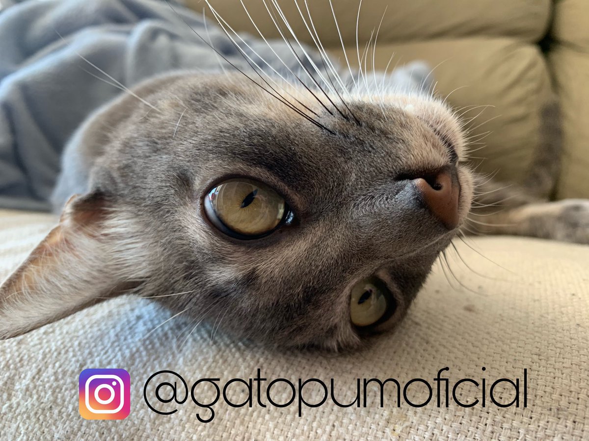HeitorBonadio's tweet photo. Aeeew Galerinha quem puder seguir no insta ! 🐈💨 https://t.co/epW6FCyDP8