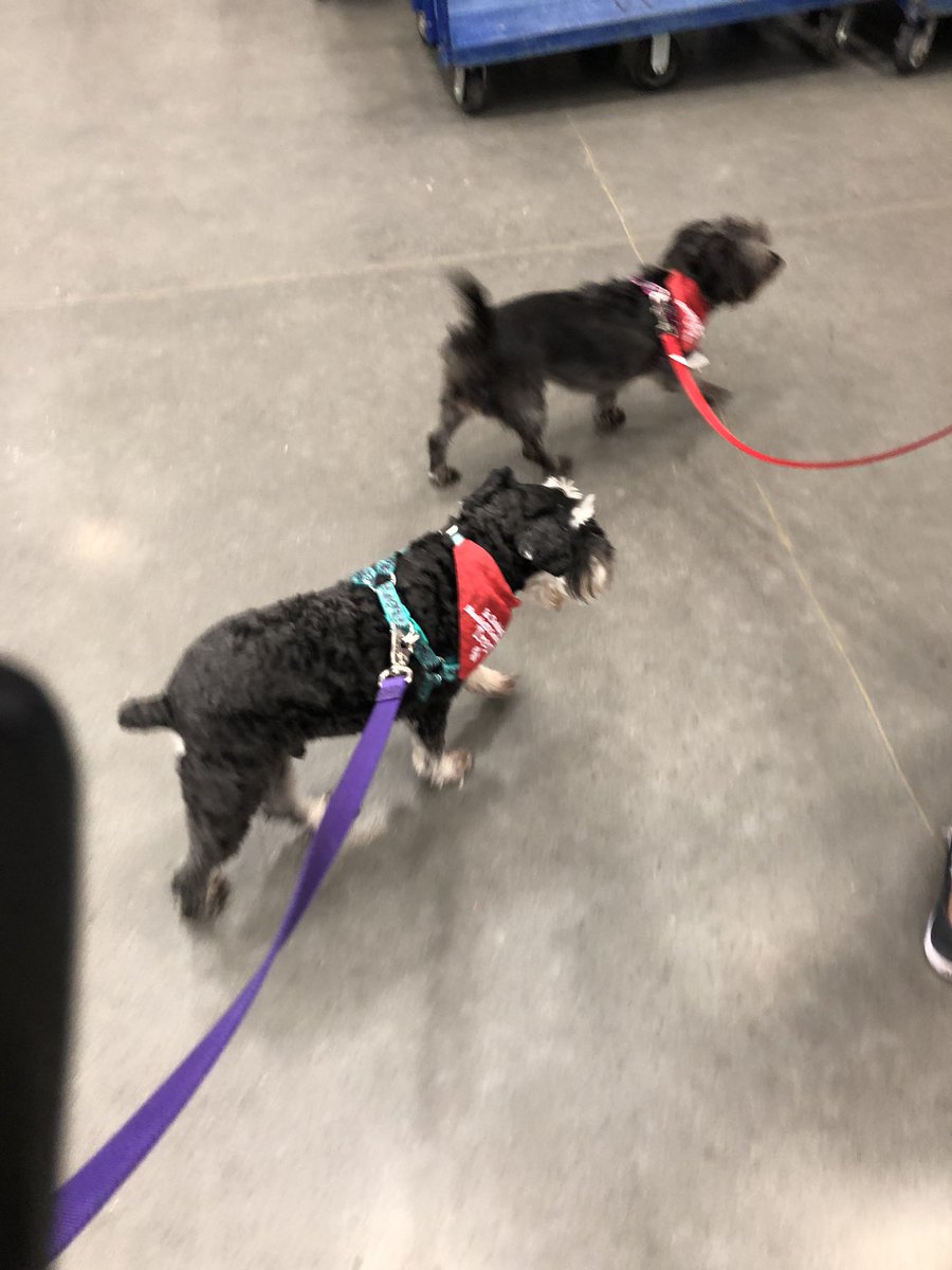 CounselorMbe's tweet photo. Lily and Trey are hard at work preparing to be MBE K9 Counselors! Thank you to Let’s Go!! Train Dogs for helping us train!! Thank you to @HumbleISD_FDN for funding our  grant to Wag Away the Worries!!   @HumbleISD_MBE #mbebears2020 @MBE_TinelliPE @mrscruzgrade1 https://t.co/kzoOJ9c2BE