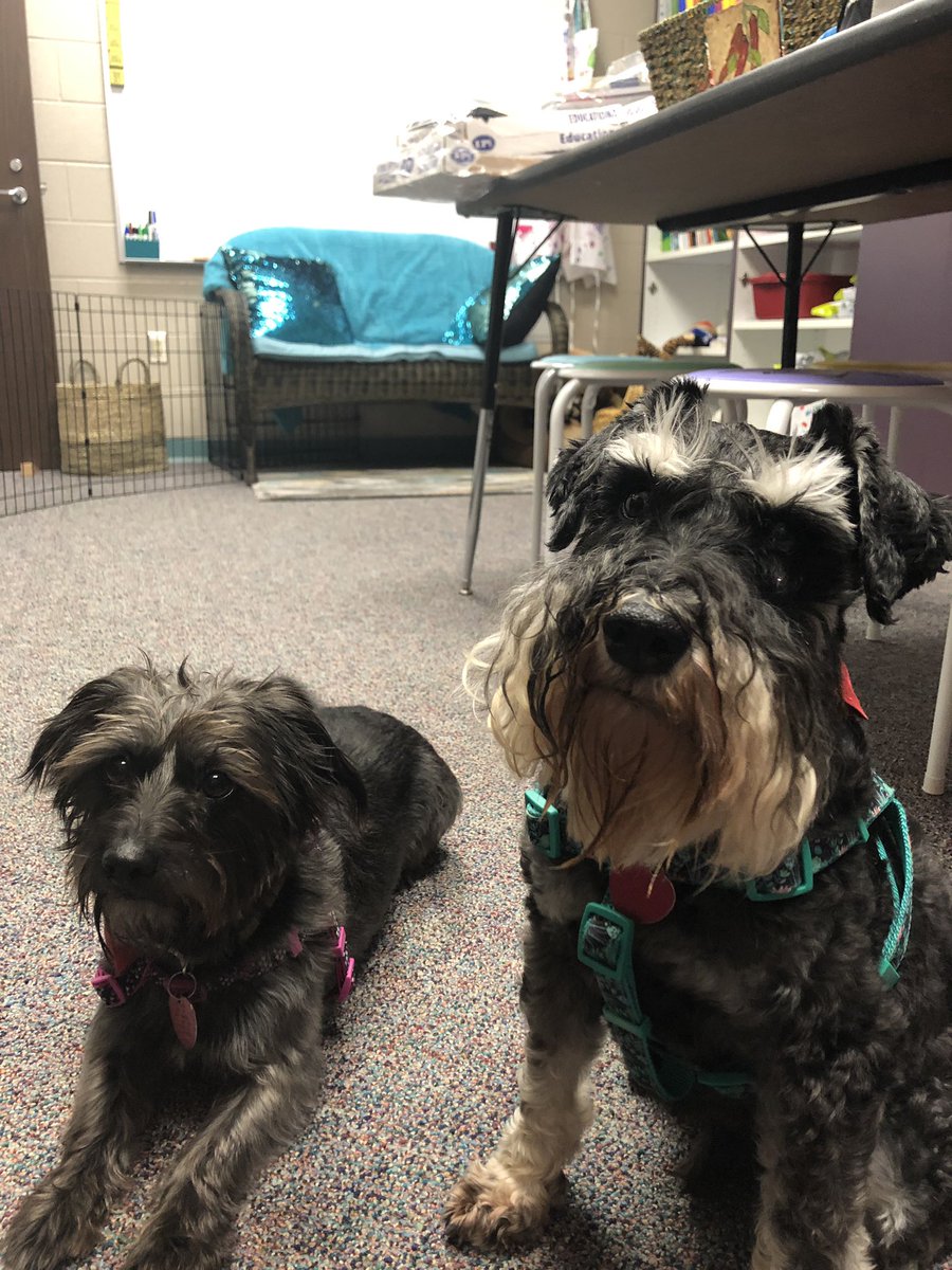 CounselorMbe's tweet photo. Lily and Trey are hard at work preparing to be MBE K9 Counselors! Thank you to Let’s Go!! Train Dogs for helping us train!! Thank you to @HumbleISD_FDN for funding our  grant to Wag Away the Worries!!   @HumbleISD_MBE #mbebears2020 @MBE_TinelliPE @mrscruzgrade1 https://t.co/kzoOJ9c2BE