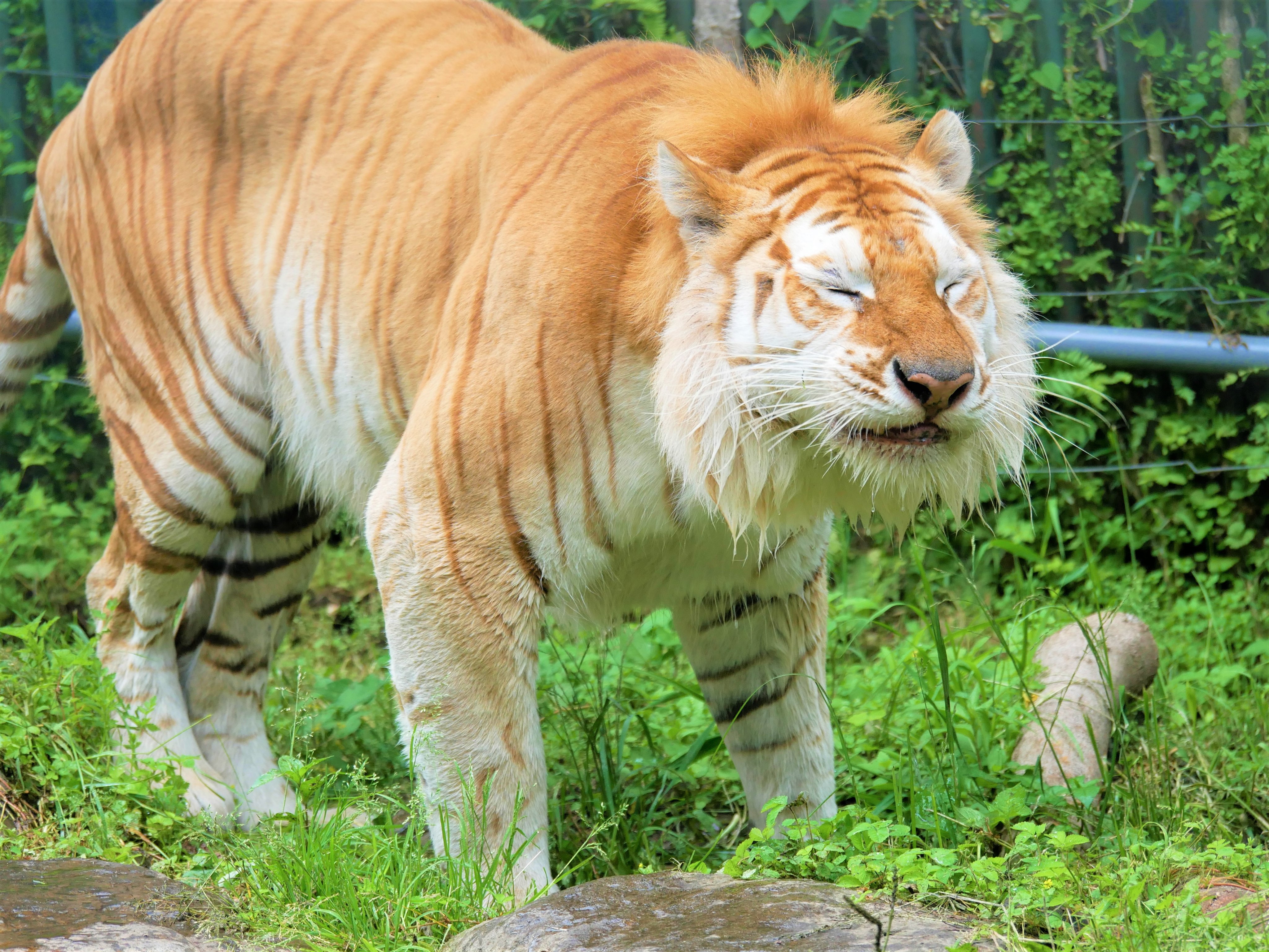 那須サファリパーク 本日も動物たちと一緒に元気に営業中 トラの展示場は今話題のボルタが出ております タイガーeattimeはラブorイオン 話題のショボショボ顔 失礼 を是非直接ご覧ください W 那須サファリパーク ボルタ ベンガルトラ