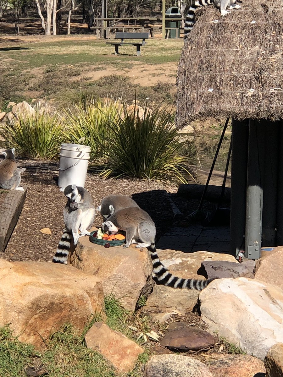 shawgchris's tweet photo. Very fitting that the Western Plains Principal Network are meeting at the Western Plains Zoo for 2 days of learning and reflection. Let’s hope they let us out. #greatplacetowork #westernplains https://t.co/3nFIV0FbwH