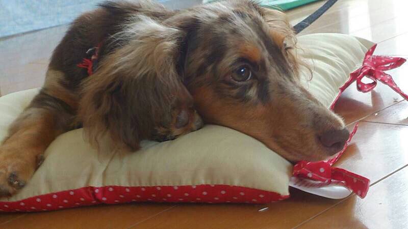 飼い主さんがペットについて 言われて嬉しくない言葉選手権 動物編 Togetter
