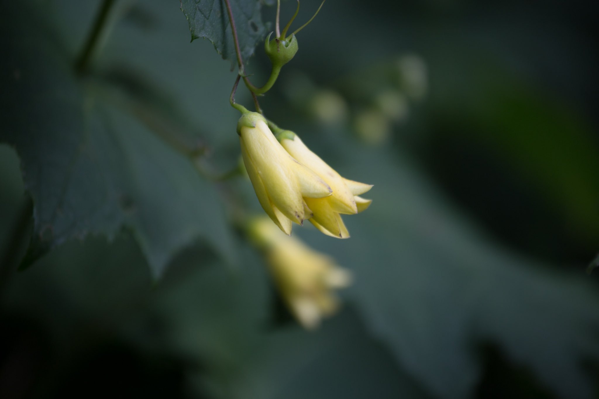 ｷﾚﾝｹﾞｼｮｳﾏ Twitter Search Twitter