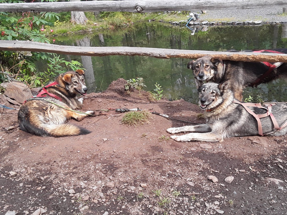 Alaskaoutside's tweet photo. Suzy after Susan Butcher, Aliy after Alie Zirkle, and brotherJeffrey after Jeff King. 
#TeamPetit #Girdwoodmushingco #Girdwood2Nome 
#Iditaroddogs
@TeamPetit3 
@TeamPetit1 
In one of there favorite spots Chilling at the pond waiting for dad.. https://t.co/Ys7Lr1EGyu