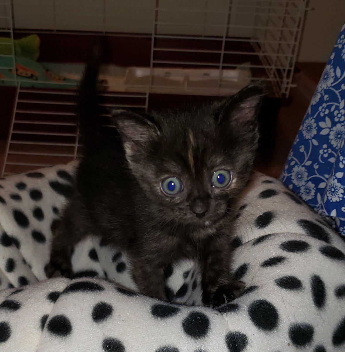 mytwoladies's tweet photo. #lily #kittenfever Meet my new fur baby, 5 week old Lily. #AdoptDontShop @THETimHaynes https://t.co/Sen07JWGw4