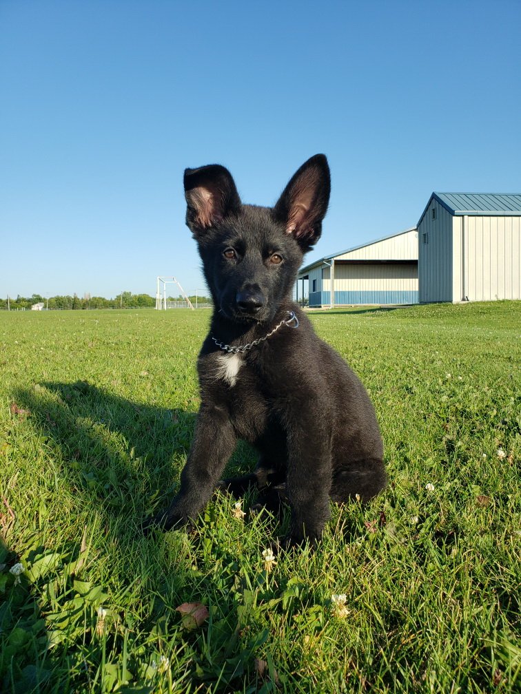 Introducing...Mari &amp; Magic! Born on May 24, Mari (female) &amp; Magic (male, all black) are brother &amp; sister and the 2 newest (and cutest!) members to our Division. Be sure to follow us on Instagram (@rcmp_mb_grc) for more photos of their training over the next year! #rcmpmb