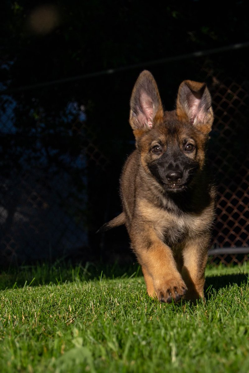 rcmpmb's tweet photo. Introducing...Mari &amp; Magic! Born on May 24, Mari (female) &amp; Magic (male, all black) are brother &amp; sister and the 2 newest (and cutest!) members to our Division. Be sure to follow us on Instagram (@rcmp_mb_grc) for more photos of their training over the next year! #rcmpmb https://t.co/RVek3gfbdn