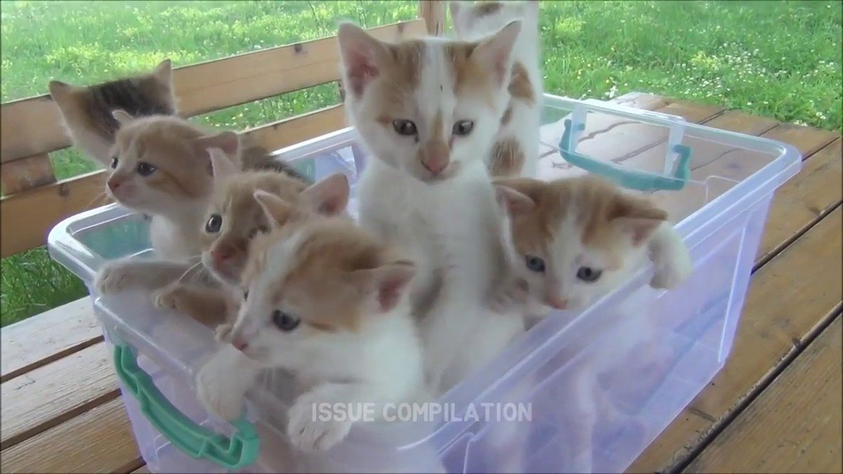 MeowMoeDotCom's tweet photo. #Cute Kittens & #Cats Meowing ...
#Cats #Cat #Kittens #Kitten #Kitty #Pets #Pet #Meow #Moe #CuteCats #CuteCat #CuteKittens #CuteKitten #MeowMoe
#Amazing #Animal #Animalcrossing #Animaljam #Animallovers #Animals #Animalsfails
https://t.co/8P2C9ZNygw
. https://t.co/cUyB7ixzAe